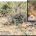 Erigeron breweri var covillei