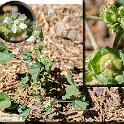 Malva parviflora