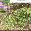 Mirabilis laevis var crassifolia