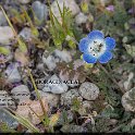 Nemophila menziesii var menziesii