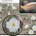 Oenothera californica