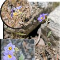 Phacelia fremontii