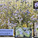 Phacelia tanacetifolia