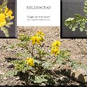 Solanum rostratum