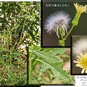 Sonchus oleraceus