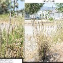 Stipa speciosa