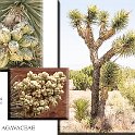 Yucca brevifolia