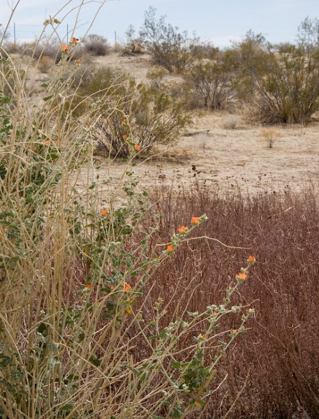 05 Sphralcea ambigua