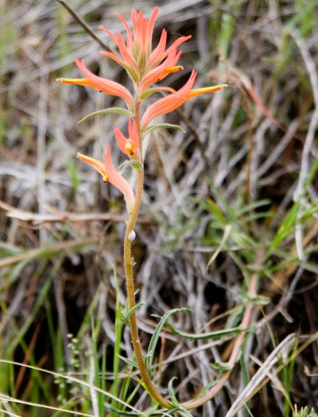 01 Castilleja