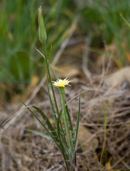 04 Uropappus lindlyi