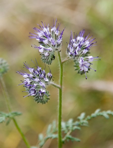 05 Phacelia