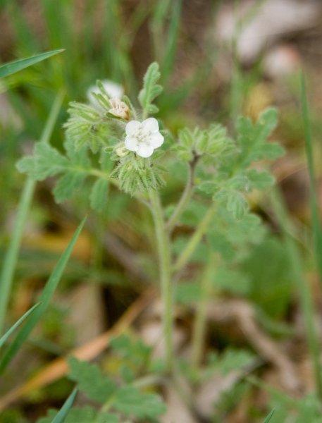 07 White Phacelia