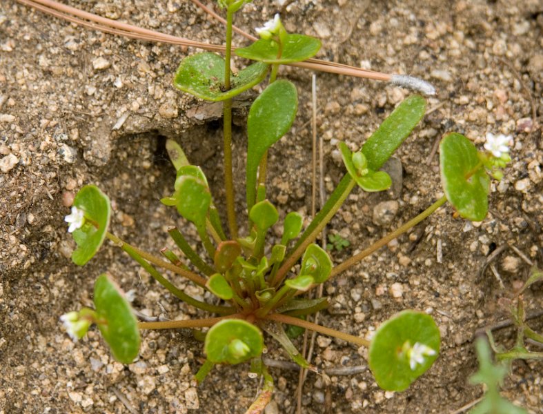 25 Claytonia perfoliata