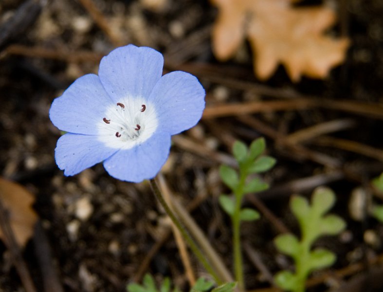 26 Nemophila menziesii