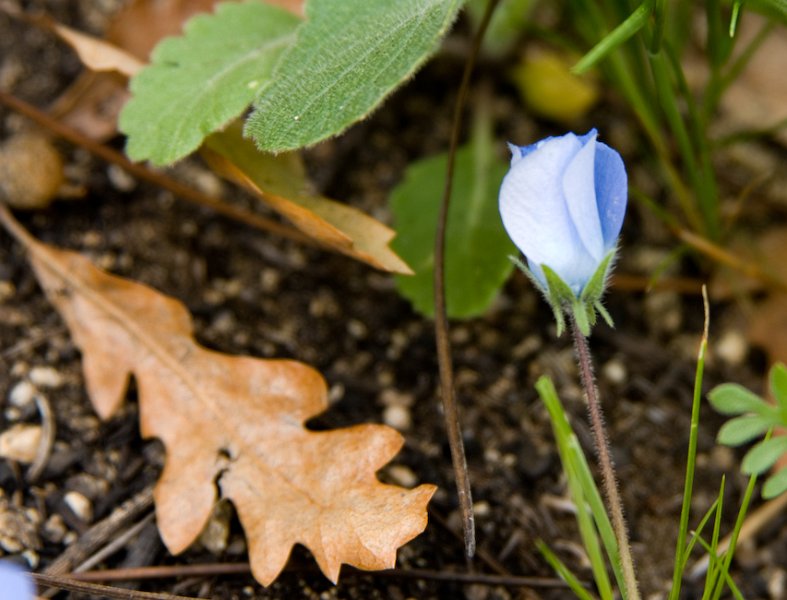 27 Nemophila menziesii