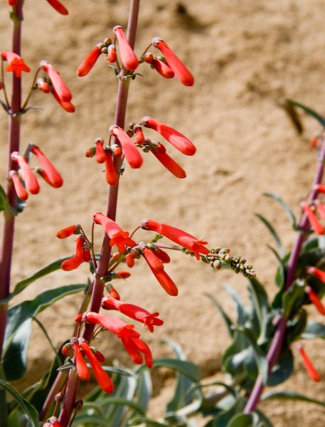 30 Penstemon centranthifolius