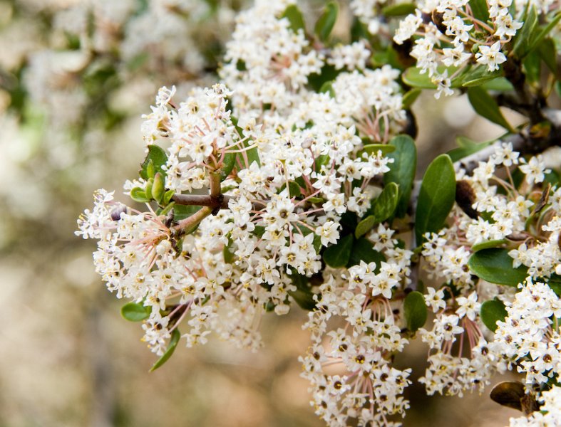 31 Ceanothus