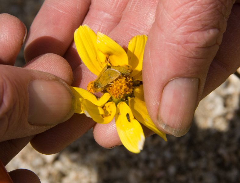 33 Coreopsis and Bug