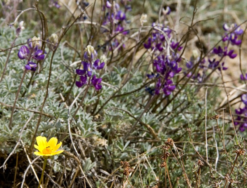 34 Coreopsis and Lupine