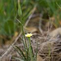 04 Uropappus lindlyi