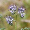 05 Phacelia