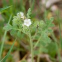 07 White Phacelia