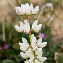 16 White lupine