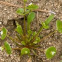 25 Claytonia perfoliata