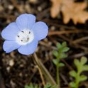 26 Nemophila menziesii