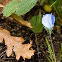 27 Nemophila menziesii