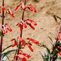 30 Penstemon centranthifolius