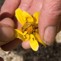 33 Coreopsis and Bug