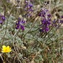 34 Coreopsis and Lupine