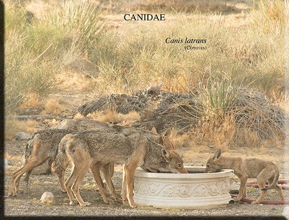 Canis latrans 01