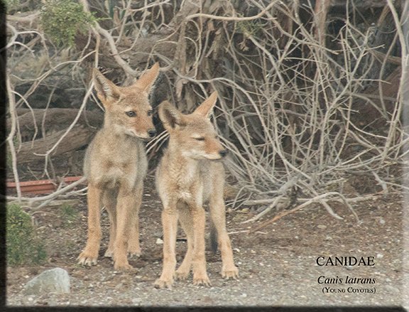 Canis latrans 02