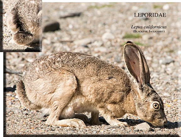 Lepus californicus