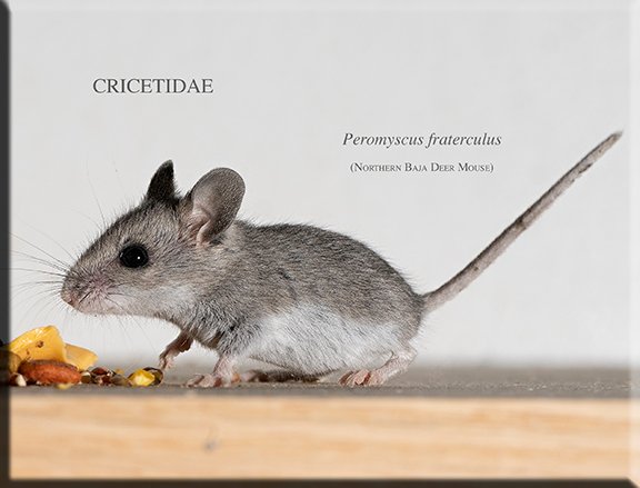 Peromyscus fraterculus