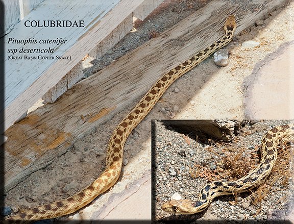 Pituophis catenifer ssp deserticola