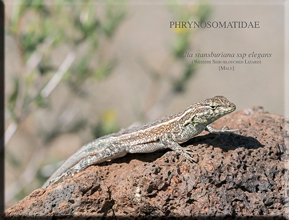 Uta stansburiana ssp elegans