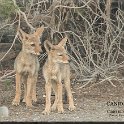 Canis latrans 02