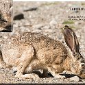 Lepus californicus