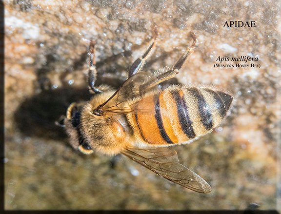 Apis mellifera