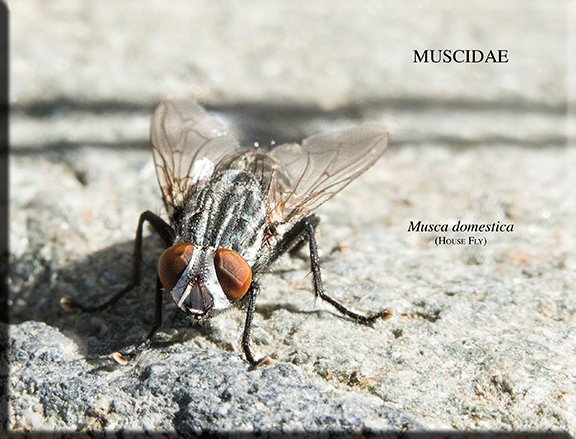 Musca domestica