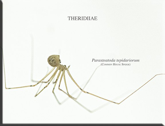 Parasteatoda tepidariorum