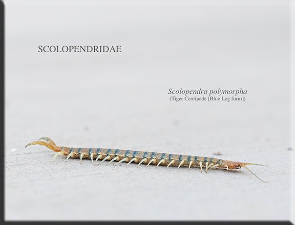 Scolopendra polymorpha