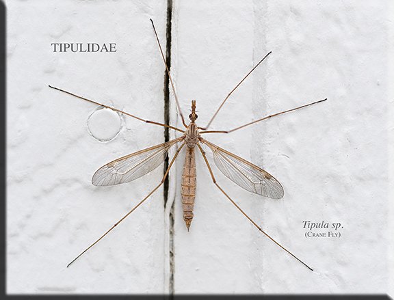 Tipula sp