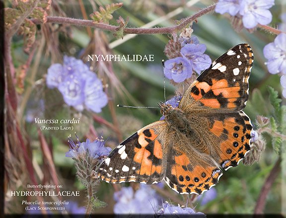 Vanessa cardui