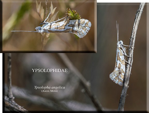 Ypsolopha angelica