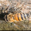 Apis mellifera