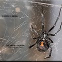 Latrodectus hesperus